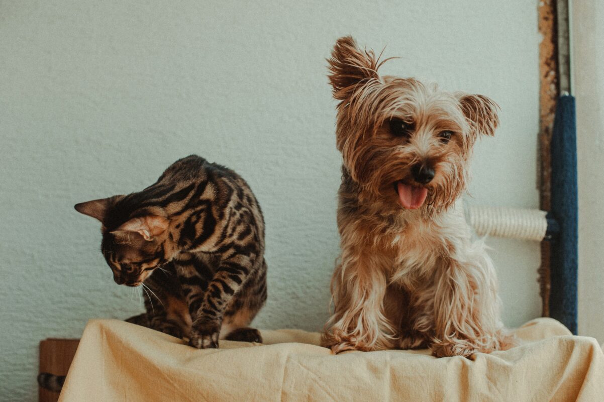 A playful scene of a cute cat and dog posing together on a blanket indoors
