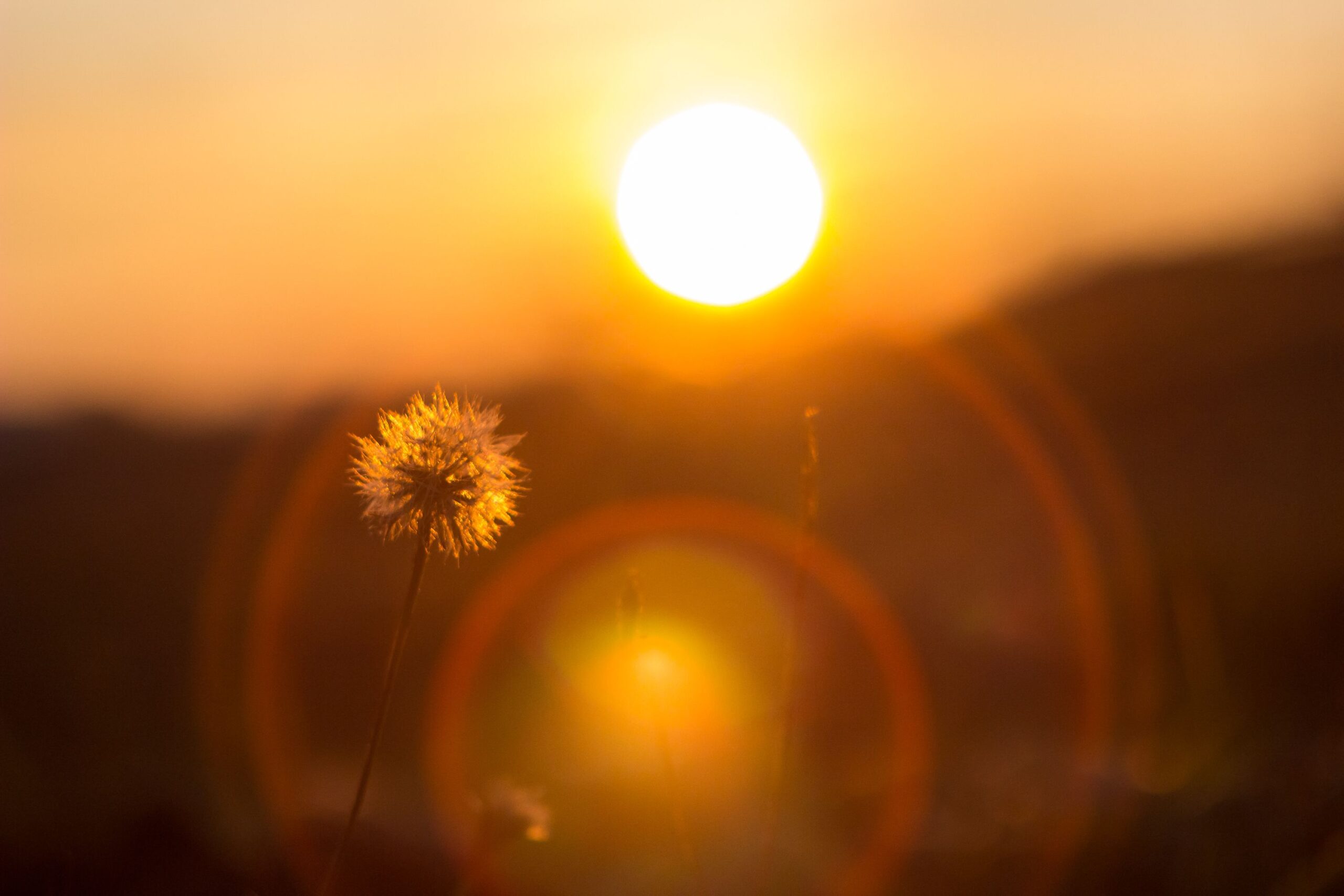 Dandelion seed head silhouetted against the setting sun